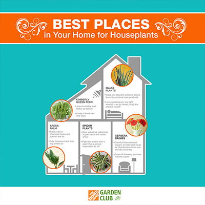 Best Places in Your Home for Houseplants