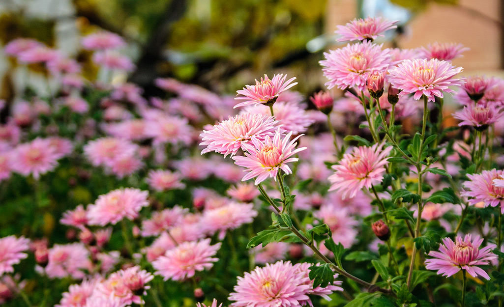 Pink flowers in a garden.