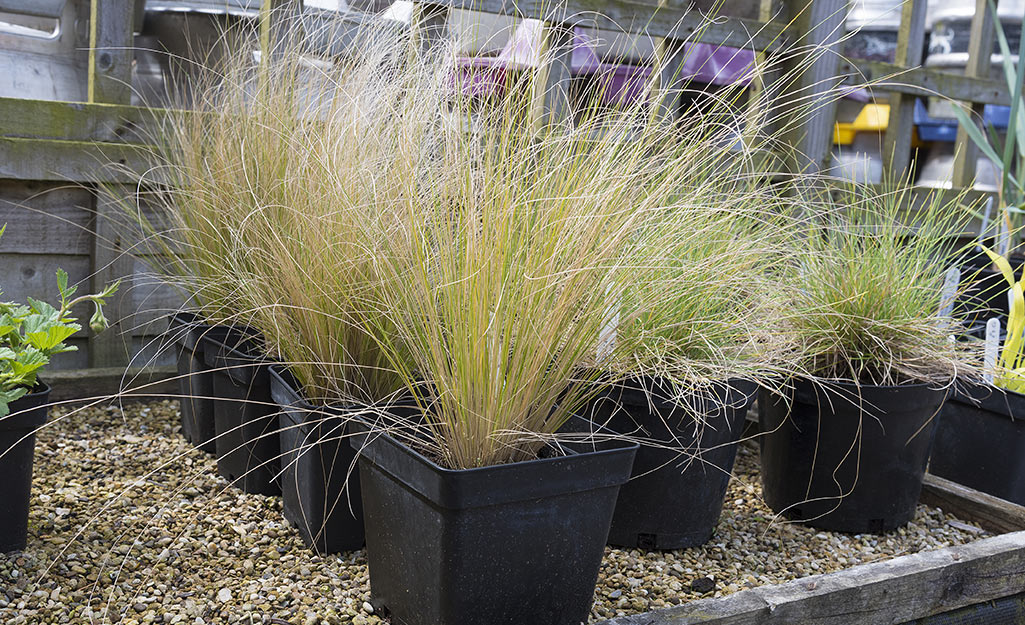 Winter Greenery Best Planted in Cold - Watters Garden Center