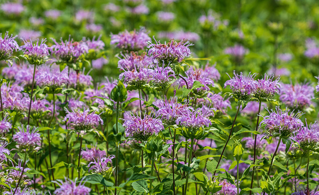 Best Plants for a Rain Garden - The Home Depot