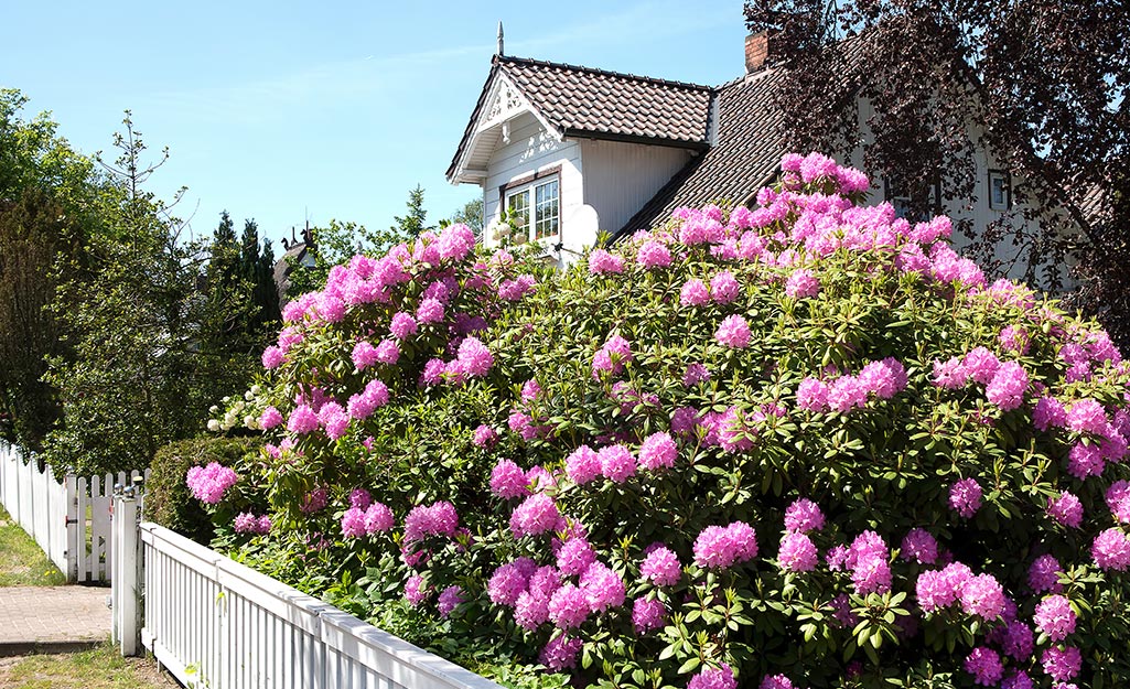 Pink rhododendron blooms in a garden