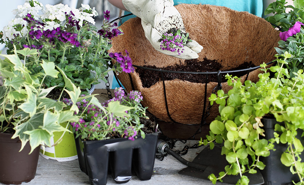 A hanging baskets and plants to plant in the basket.