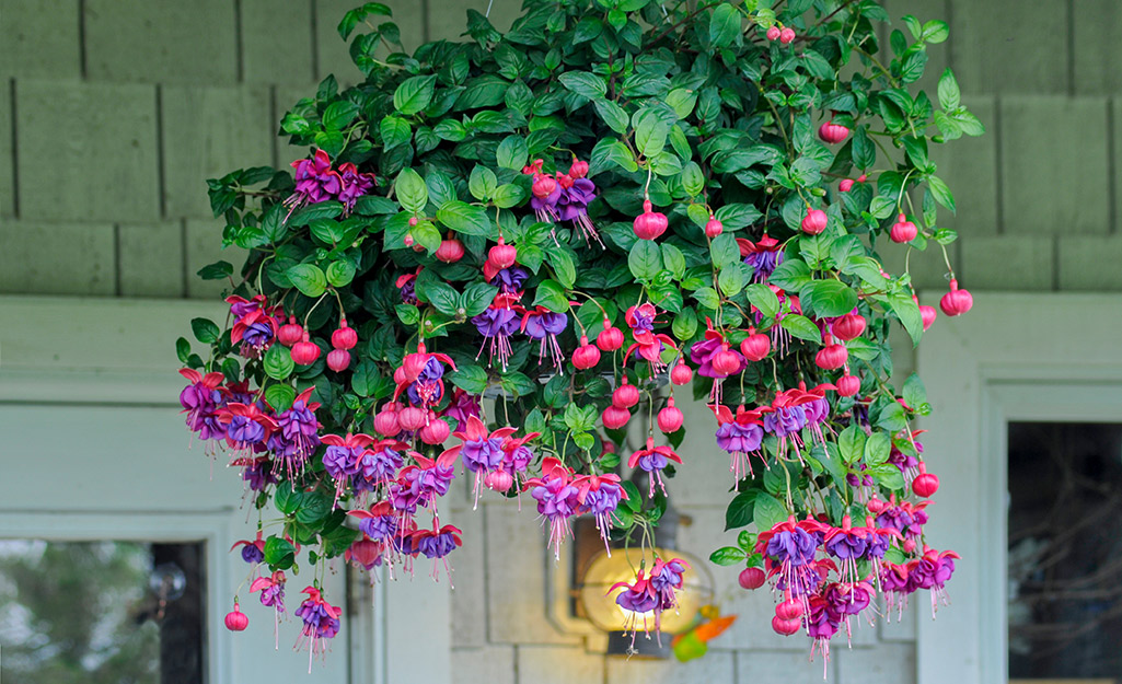 A hanging basket on a porch.