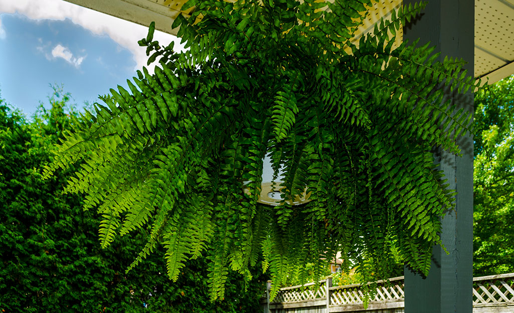 A hanging basket with ferns.