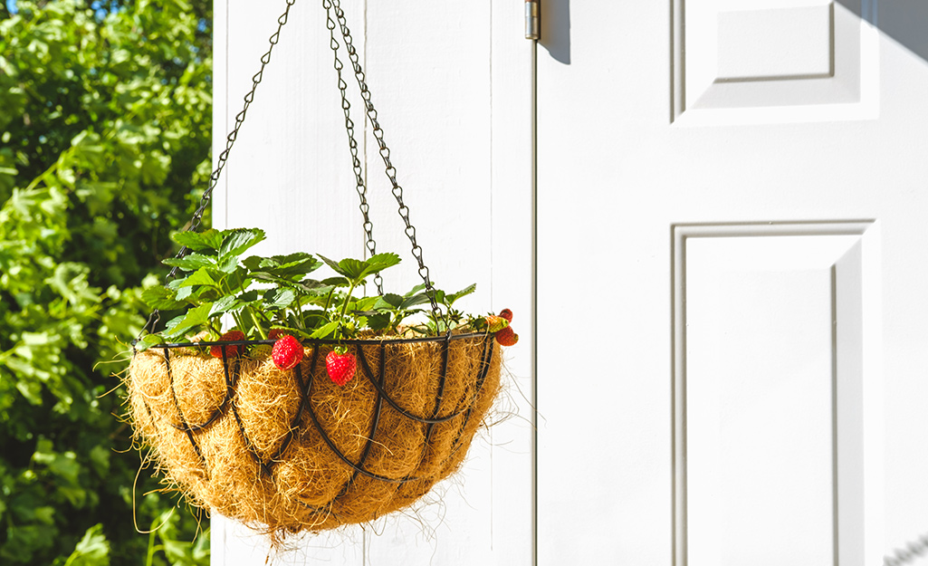 A hanging basket with strawberries.