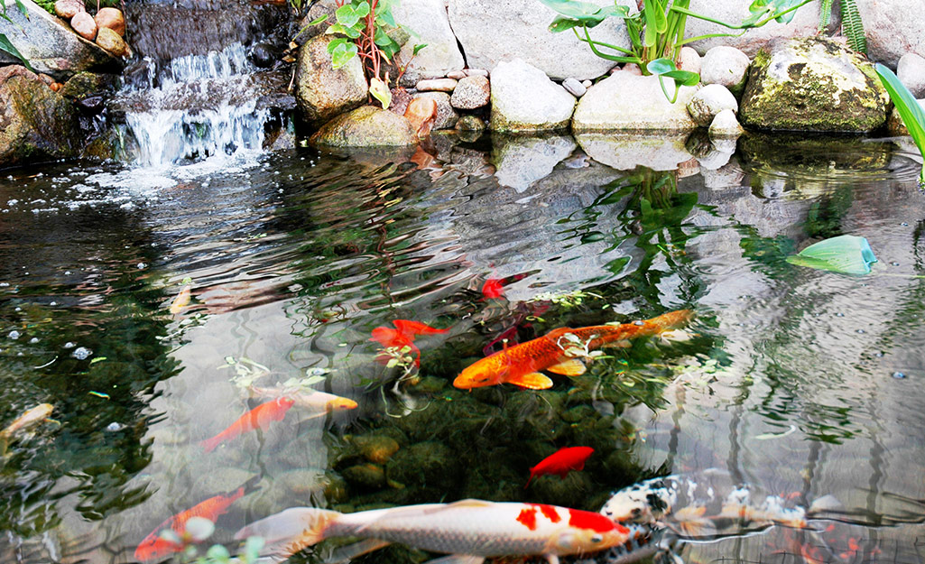 Brightly colored koi swim in a garden pond with a waterfall and white stones in the background.