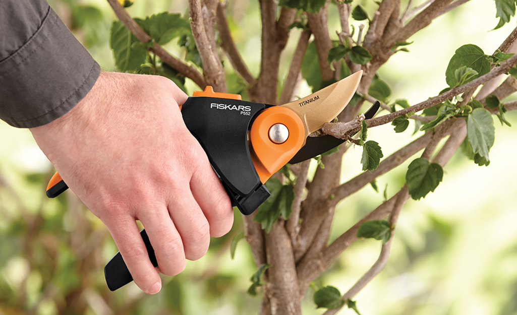 Branch on sale cutting shears