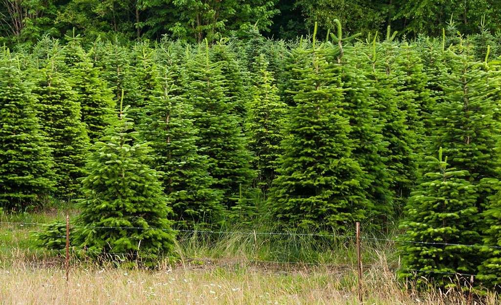 Christmas trees growing in a field.