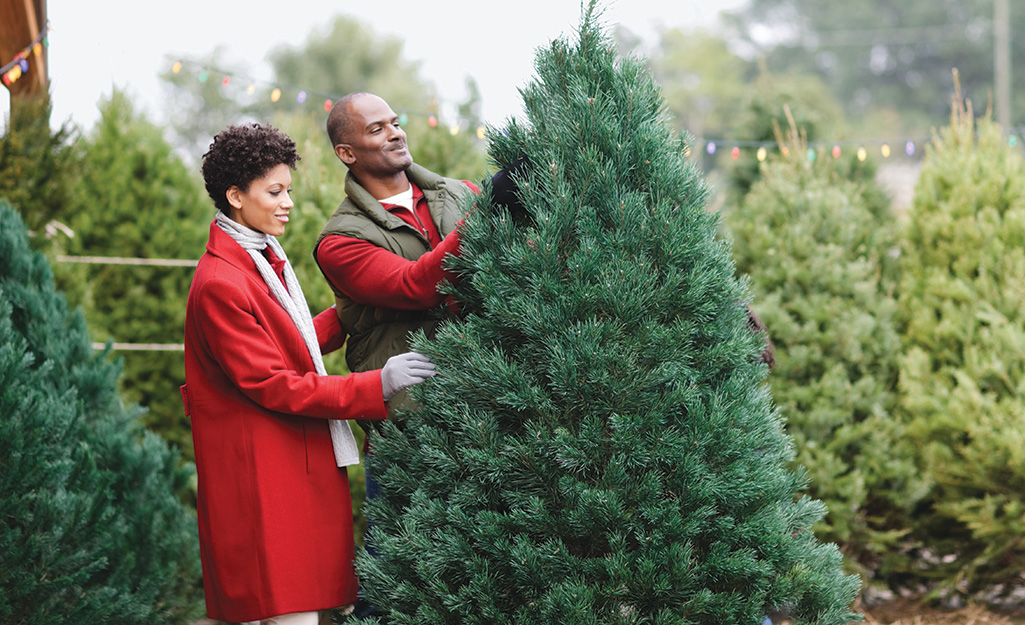 A couple looking at a Scotch pine Christmas tree.