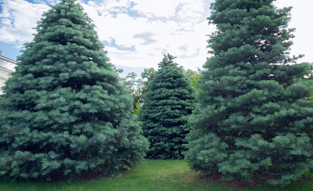 White fir Christmas trees growing in a field.