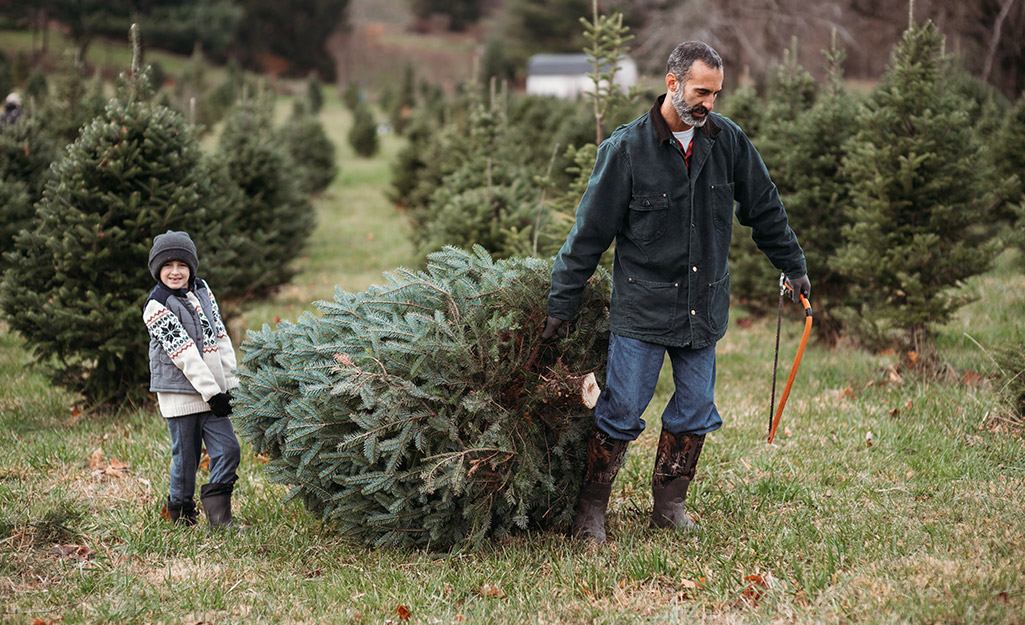 A child and father carrying a Christmas tree.