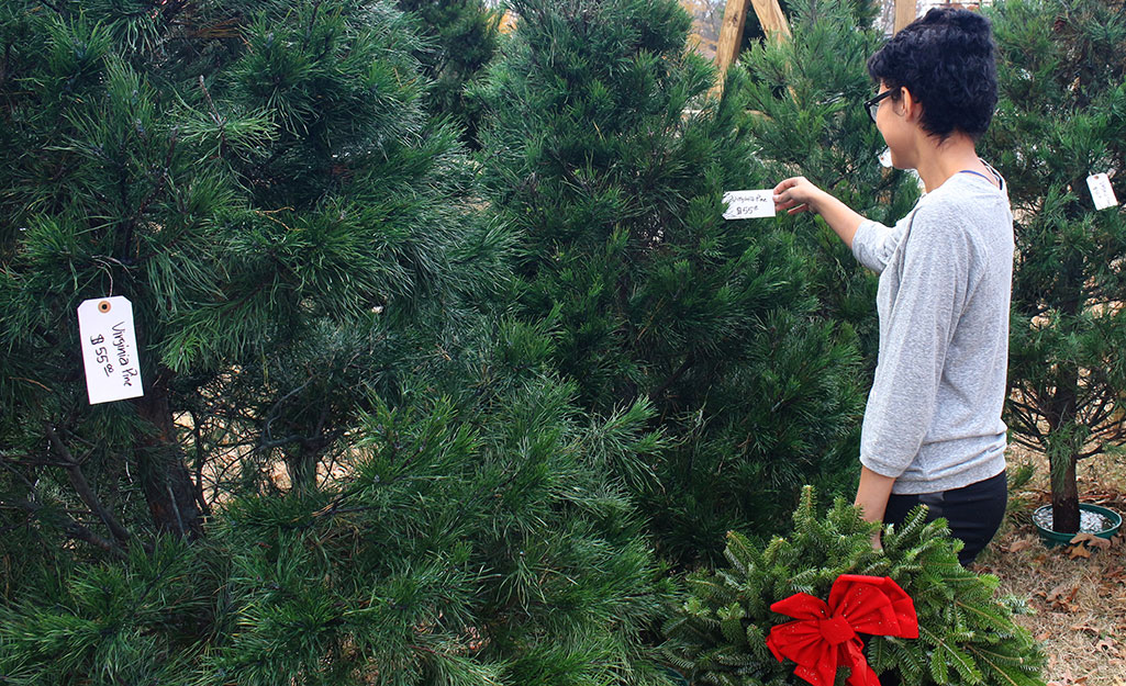 A shopper looking at the tag on a Christmas tree.