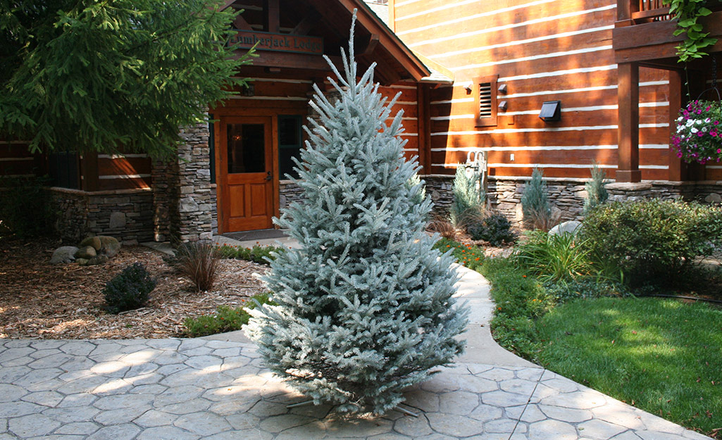 A Black Hills spruce Christmas tree in a driveway.