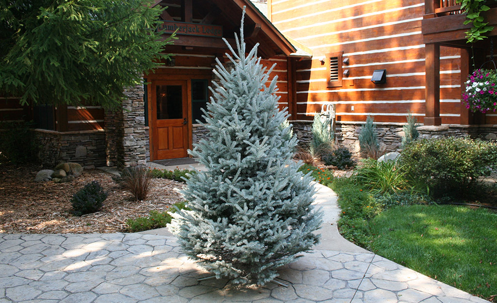 Image of Eastern White Pine Needle Mulch from Home Depot