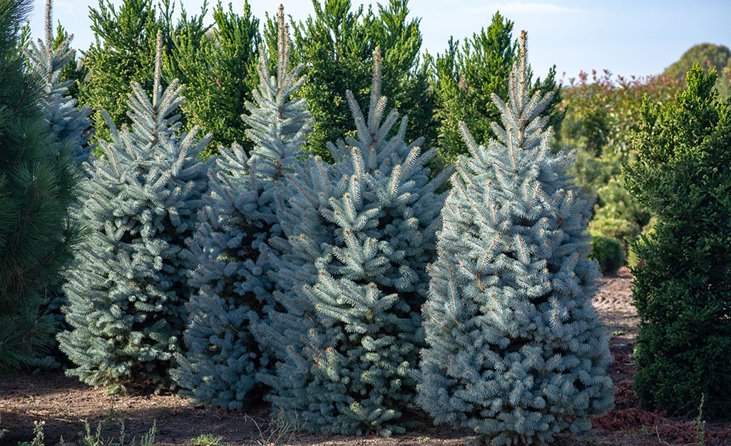 A group of Colorado blue spruce Christmas trees in a field.