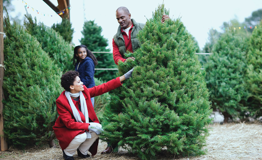 A young family choosing a Douglas fir Christmas tree.