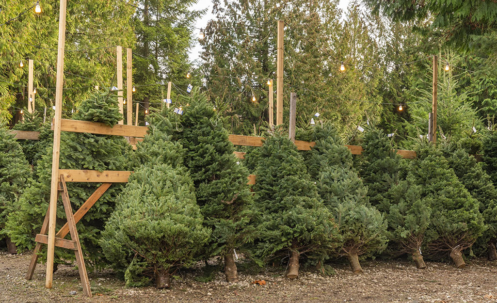 Christmas trees on a lot.