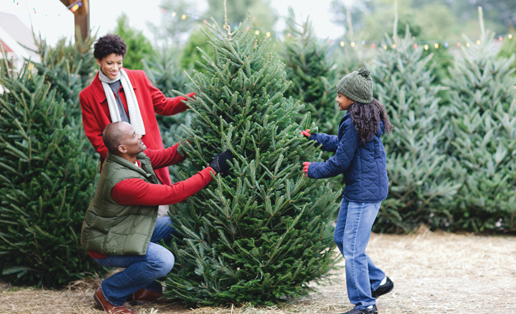 A young family selecting a Fraser fir Christmas tree.