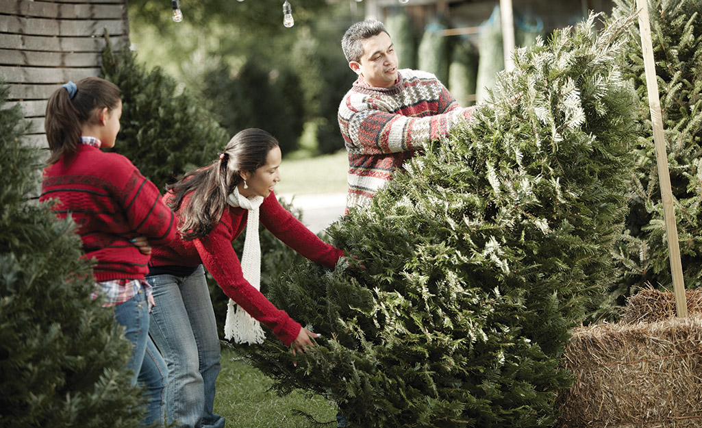 A family choosing a grand fir Christmas tree.