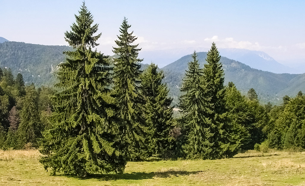 A group of Norway spruce trees growing in a field.