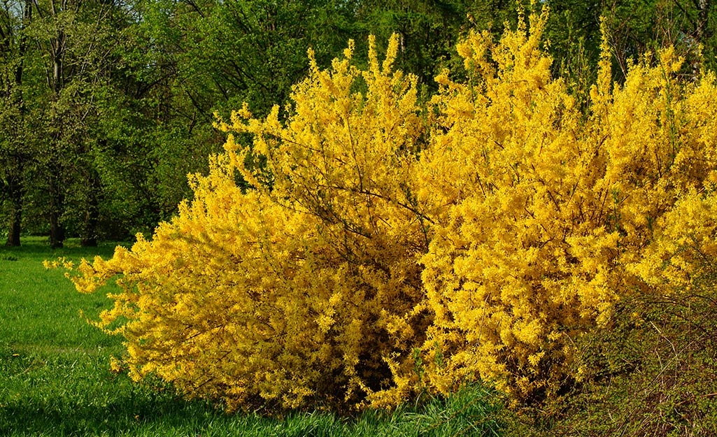 Yellow forsythia in a landscape