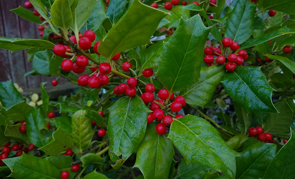 Red berries on a green holly leaves