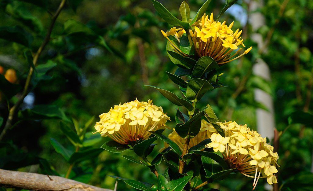 Yellow ixora blooms 