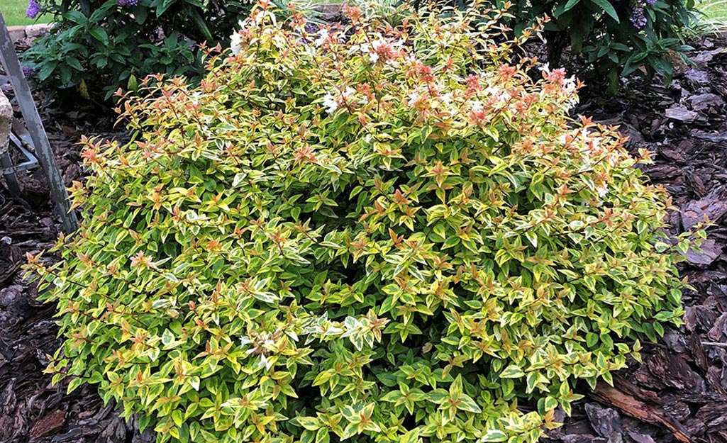 Abelia shrub in a garden