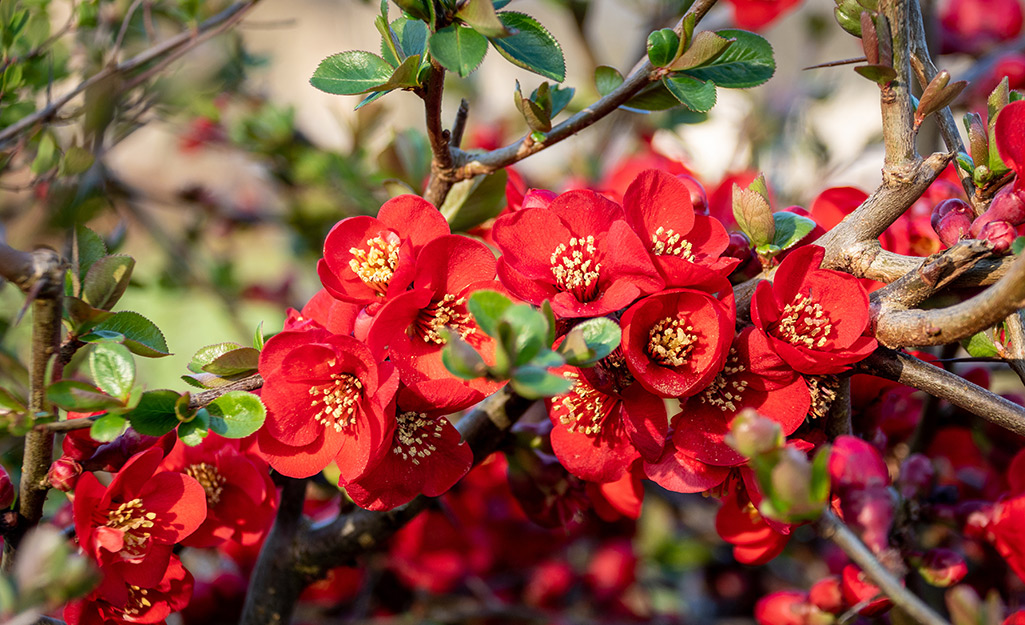 Red quince blooms in the garden