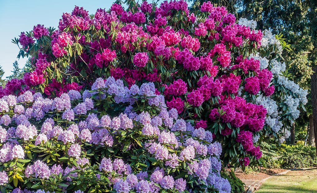 Rhododendron shrubs in the landscape