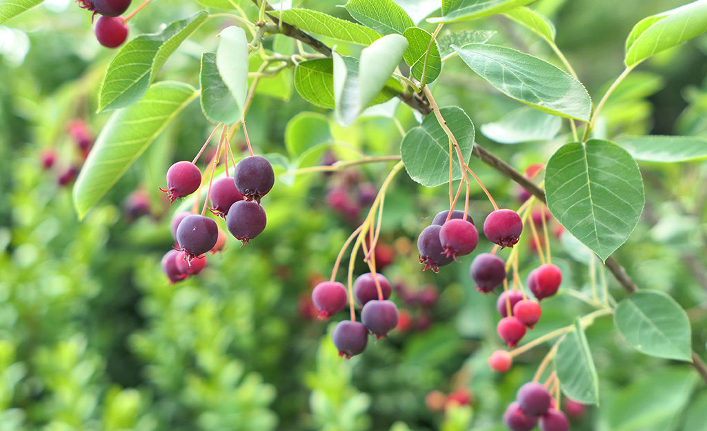 Serviceberry fruit on a shrub