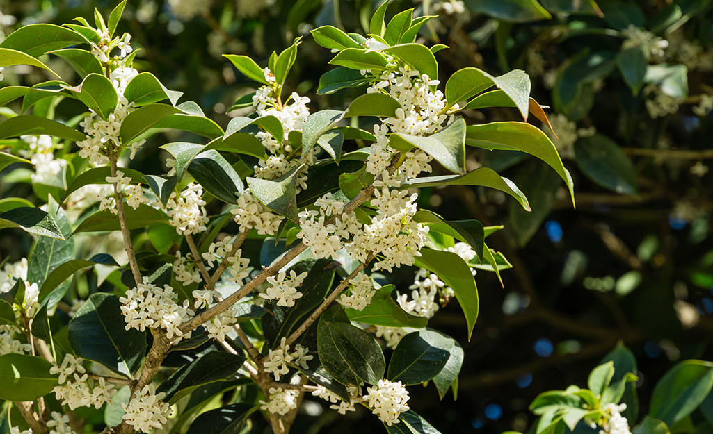 Tea olive flowers on a shrub