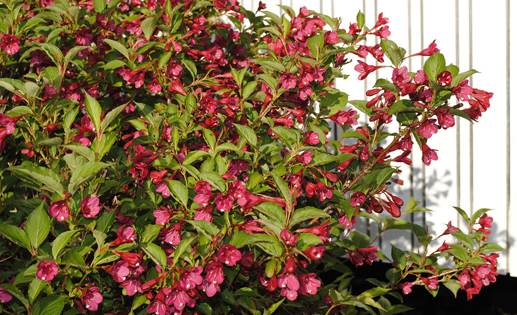 Weigela shrub with pink blooms