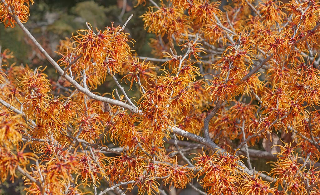 Witch hazel shrub in early spring season