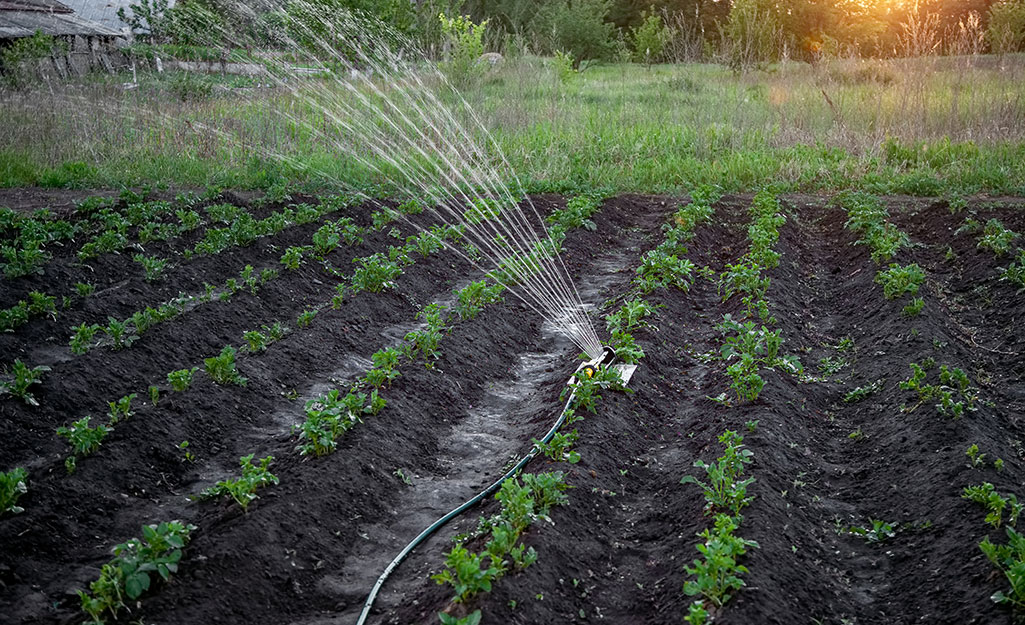 Sprinkler watering a garden. 