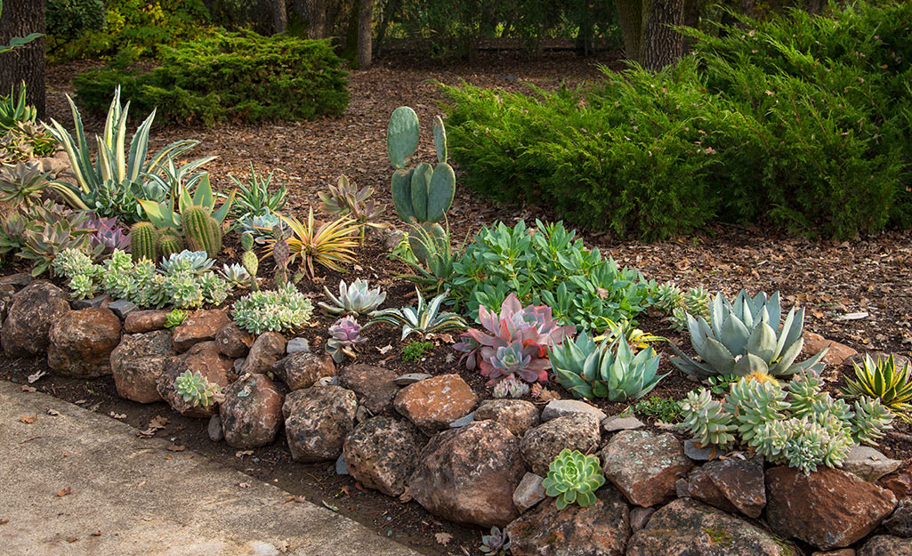 A diverse mixture of succulents in a yard. 