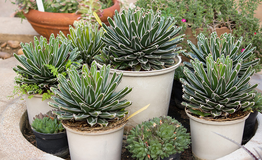 A variety of agave plants in containers. 