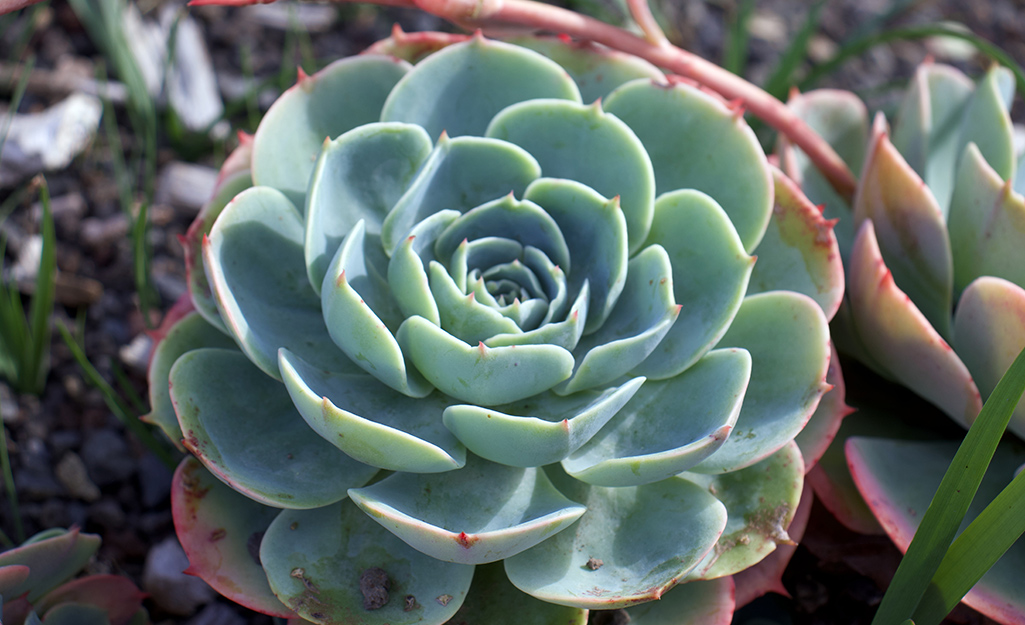 A close up of a Echeveria succulent. 