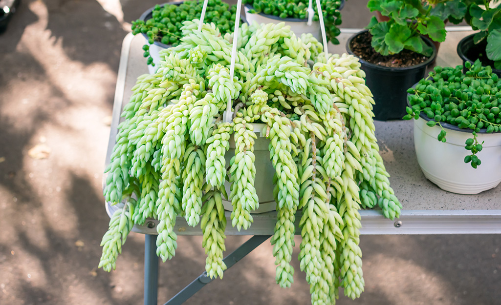 Burro's tail succulent in a hanging plant container. 