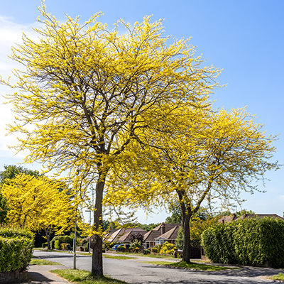 Best Shade Trees for Your Yard