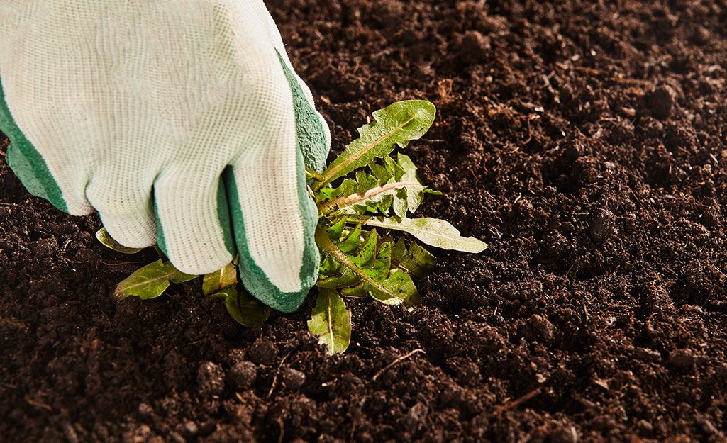 Gardener's gloved hand pulls weed in soil