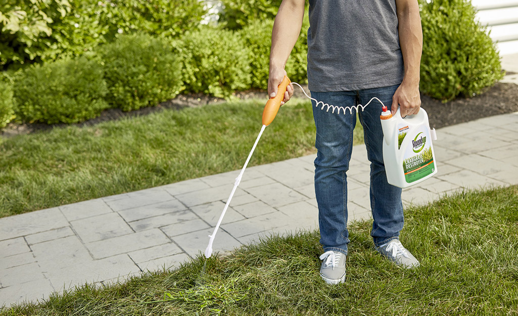 A person using a bottle of weed killer to spray a lawn.