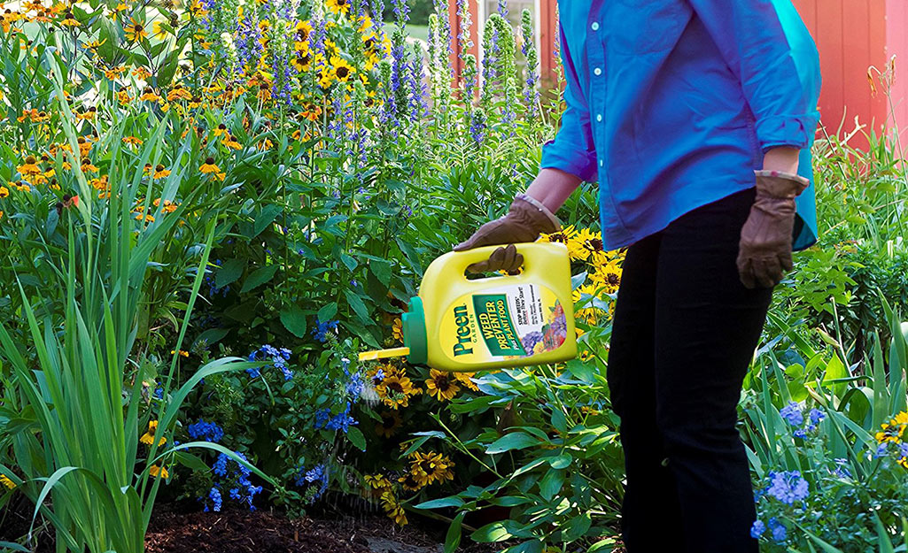 A person sprinkling granulated weed preventer in a garden.