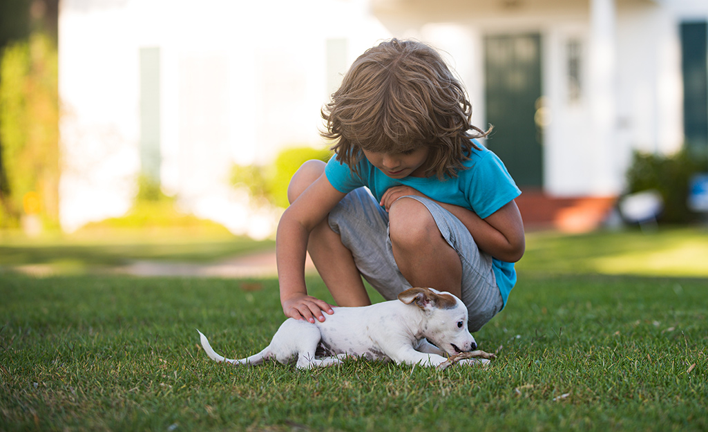 A child and a puppy playing in a green lawn