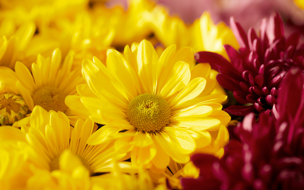 Bouquet of yellow chrysanthemums. Bouquet of yellow chrysanthemums.