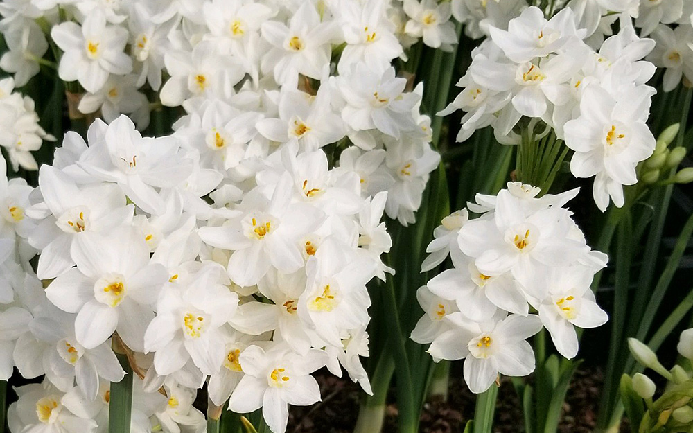 Bouquet of white narcissus. Bouquet of white narcissus.