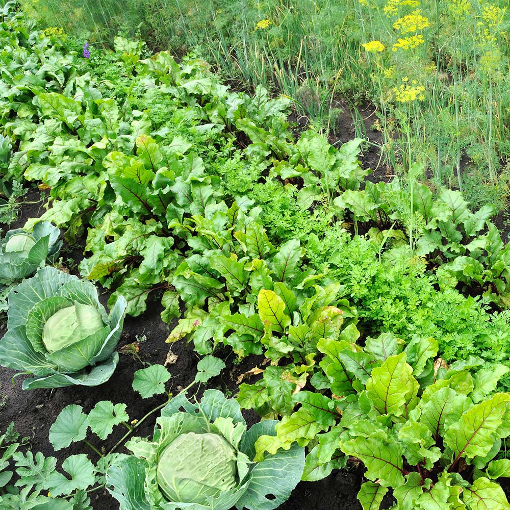 Cabbage and more leafy green vegetables in the garden. 