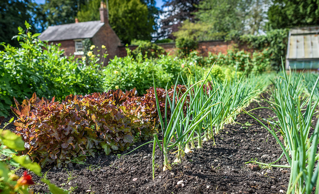 Discover How to Boost Your Vegetable Garden with Crop Rotation - The