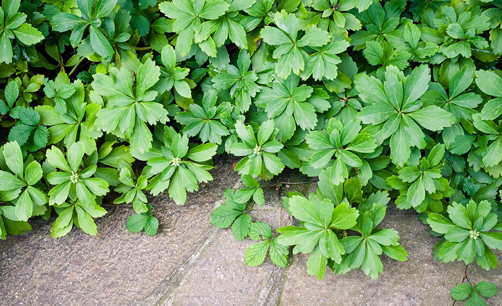 A bright green ground cover growing over a paved sidewalk.