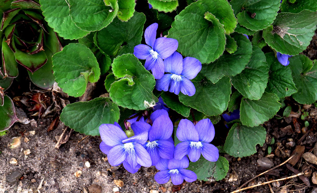 Small purple violets blooms laying on the ground.